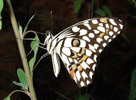 Common Lime Butterfly-Papilio demoleus