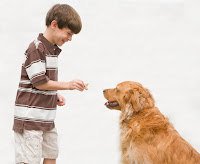 Dog Obedience Training The Key to Raising a Well Behaved Dog