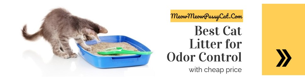 Best Cat Litter for Odor Control