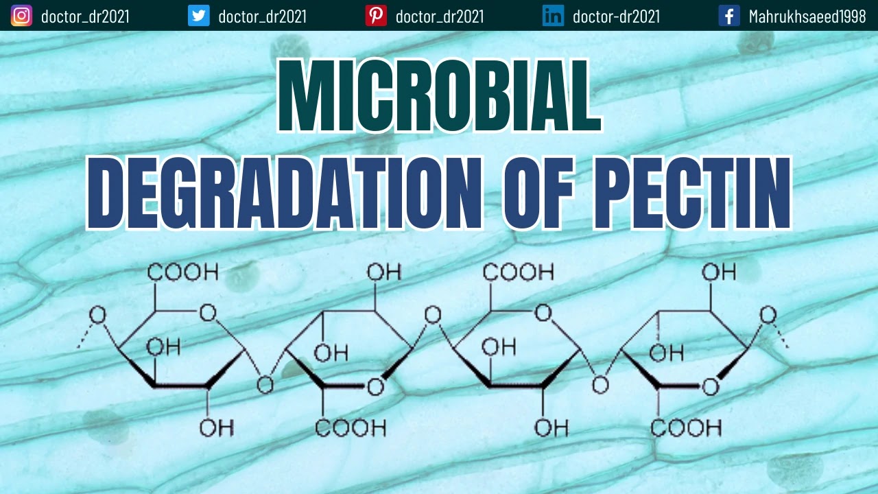 Decomposition of Pectin by Microorganisms