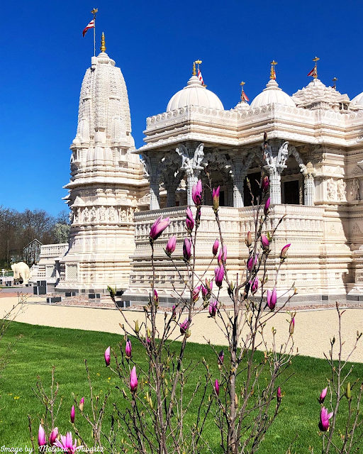 Early spring blooms further highlight the intricate architecture of  BAPS Shri Swaminarayan Mandir in Bartlett, IL.