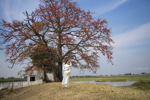 Vũ Như Quỳnh