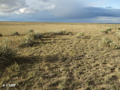 shortgrass prairie