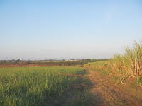 Cane field and sky