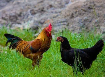 Panduan Lengkap Beternak Ayam Kampung untuk Pemula
