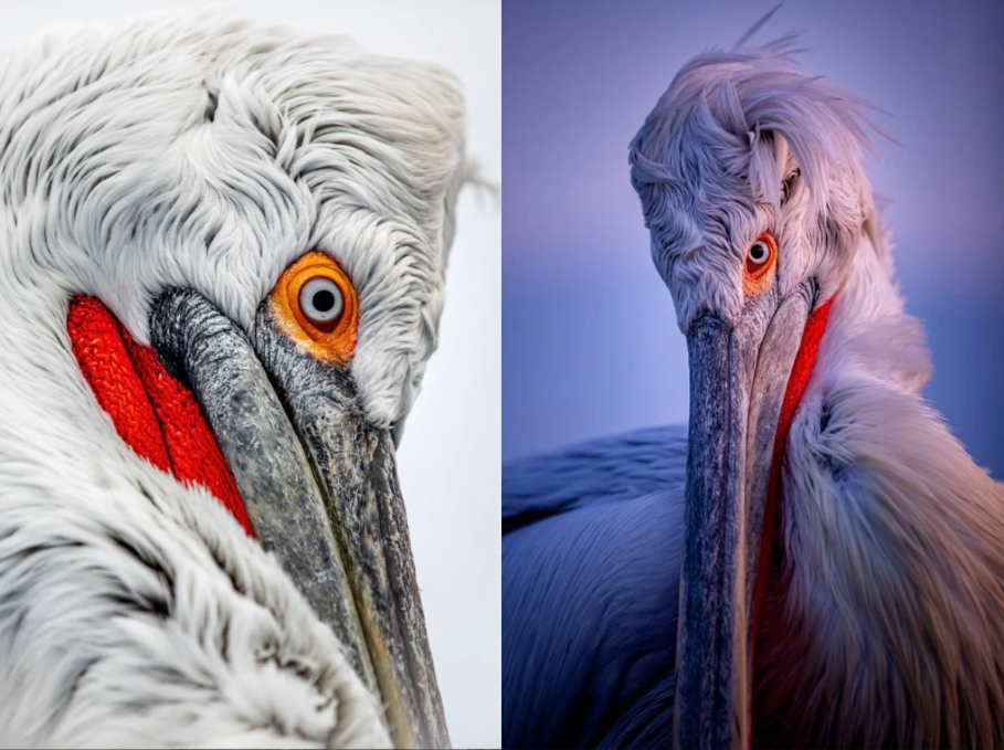 A Dalmatian pelican