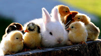 Top Ten Cutest Animals