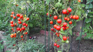 Tomato Plant