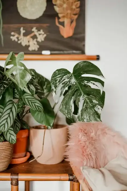 Variegated Monstera Deliciosa