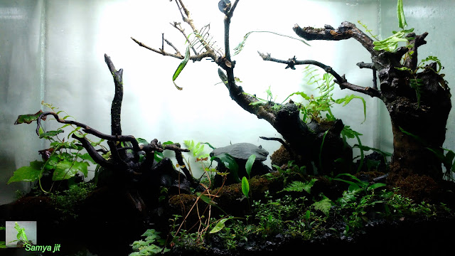 paludarium with indian native plants