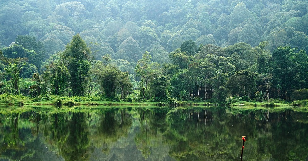 IPS SMPN 1 HAURGEULIS Potensi Sumber  Daya Hutan  Indonesia