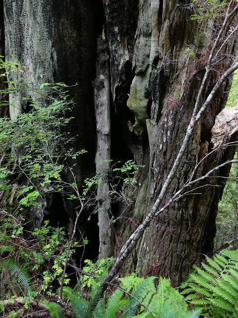 a story of tree struggle