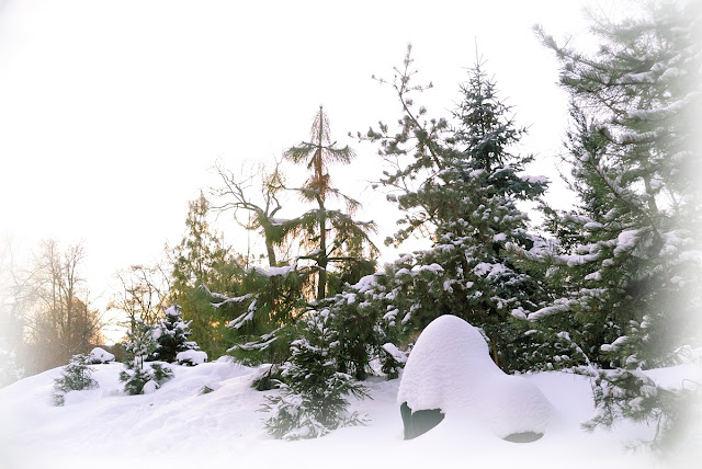 Winter Botanical Garden Covered with Snow