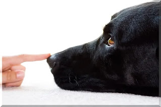 Esta dica simples tornará a vida de um cão muito mais fácil