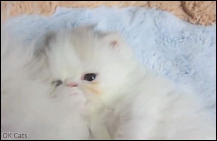 Cute Kitten GIF • Aww such a cute tiny fluffy kitten 4 weeks old grooming its paw