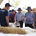   Kontes Domba Kambing Warnai Bulan Bhakti Peternakan dan Kesehatan Hewan