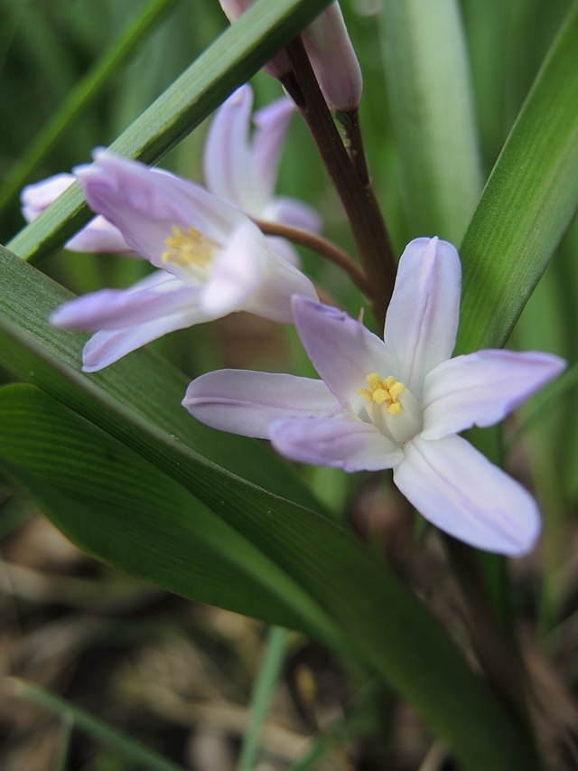 In mijn tuintje: meer lenteblommen!