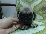 Parent Imported Tiny Pug Puppy With MKA .
