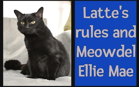 Latte's rules and Meowdel Ellie Mae