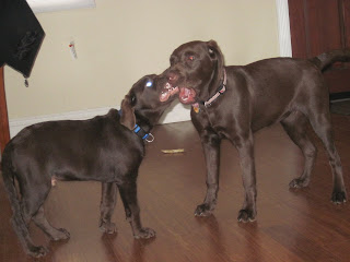 chocolate lab puppies good and evil