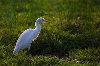 A Cattle Egret photographed in Battaramulla, Sri Lanka