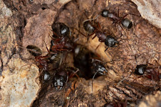 Close-up of carpenter ants in wood.