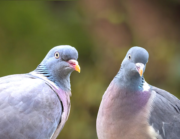 determining pigeon gender, guide for determining pigeon gender, how to determine pigeon gender, how to find male and female pigeons