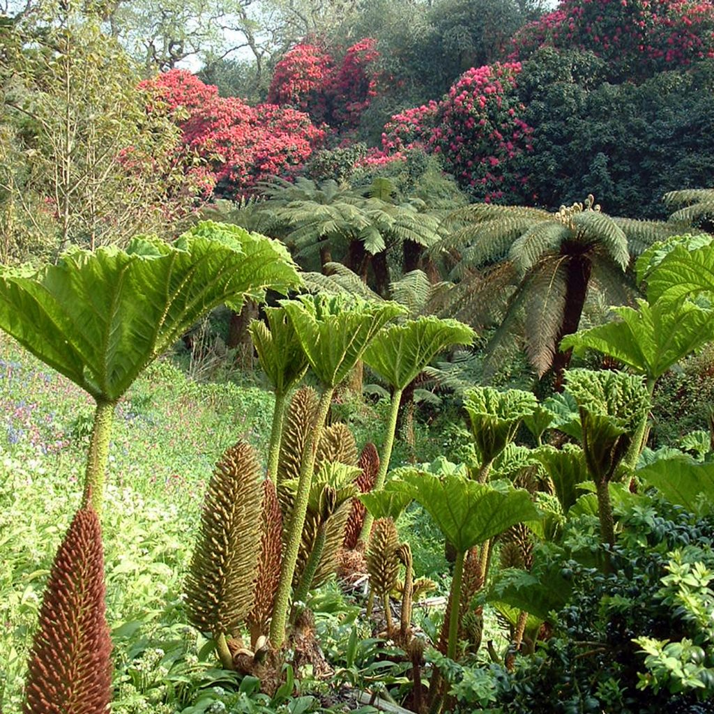 Cycle from Pentewan Valley Cycle Hire to Heligan in Cornwall