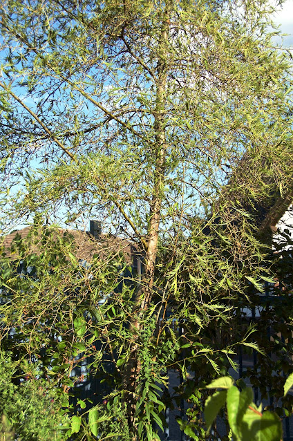 Aulne impérial, Alnus glutinosa 'Imperialis', arbre de jardin