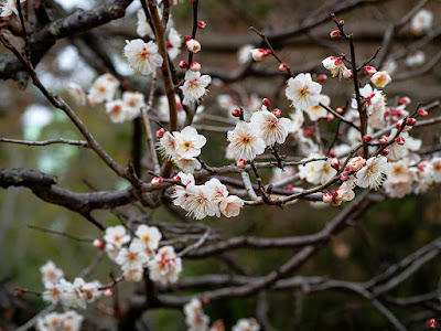 Ume (japanese apricot) : Engaku-ji