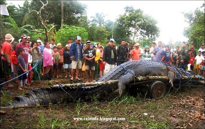 declared,The Guinness Book of World Records, declared a big crocodile, deadly attacks, the southern Philippines, the largest in captivity in the world, The Crocodile, , tourism revenues, boost, The Banawan Mayor Edwin, earned 3 million pesos ($72,000), $, Guinness Book of World, water buffalos in the area