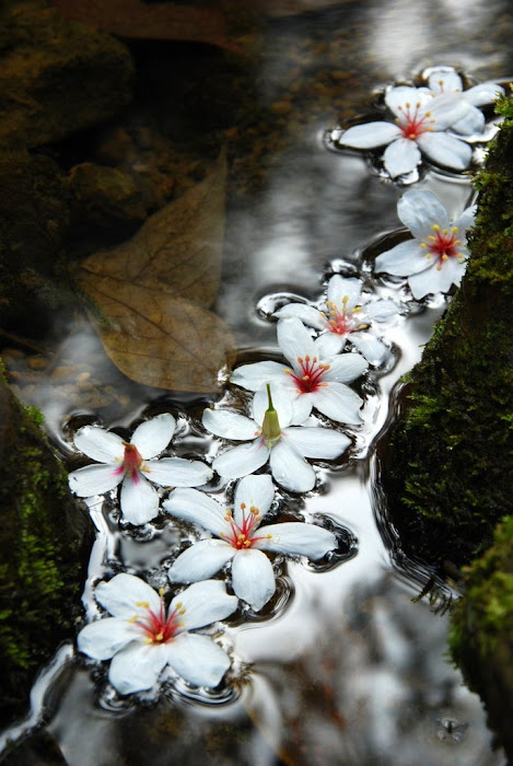 桐花