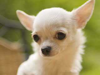 Chihuahua Care Handbook - The Ultimate Chihuahua Guide