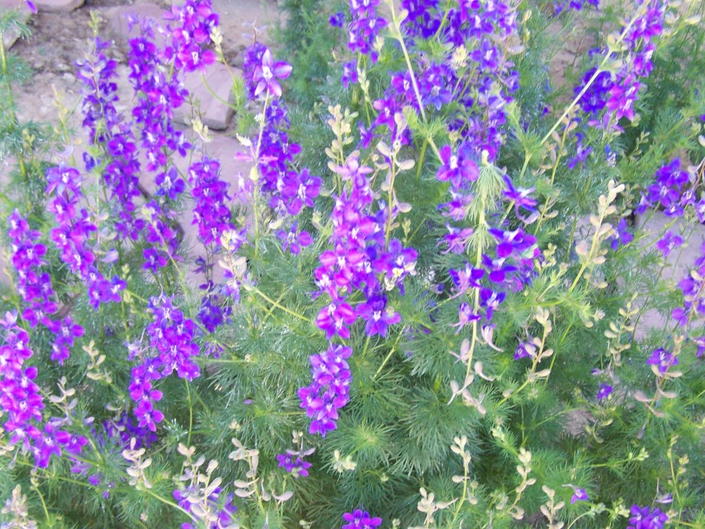 Purple Flowers. A garden