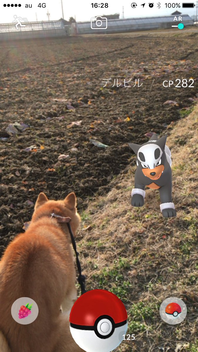 散歩中に遭遇してリアルポケモンバトルみたいな写真撮れた