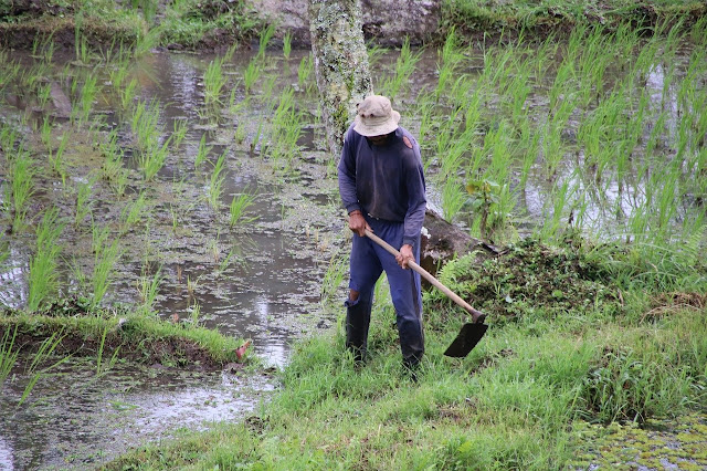 Explore the multifaceted challenge of sustainability in agriculture, uncovering the interconnected issues of soil degradation, water stress, biodiversity decline, climate vulnerability, and social equity