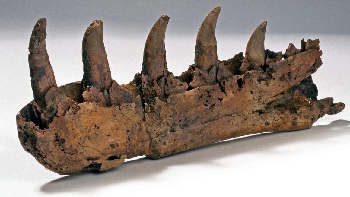 A fossilized Megalosaurus jawbone.