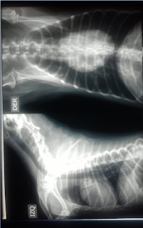 Rayos X de torax de un poodle pequeño