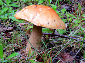 bolete