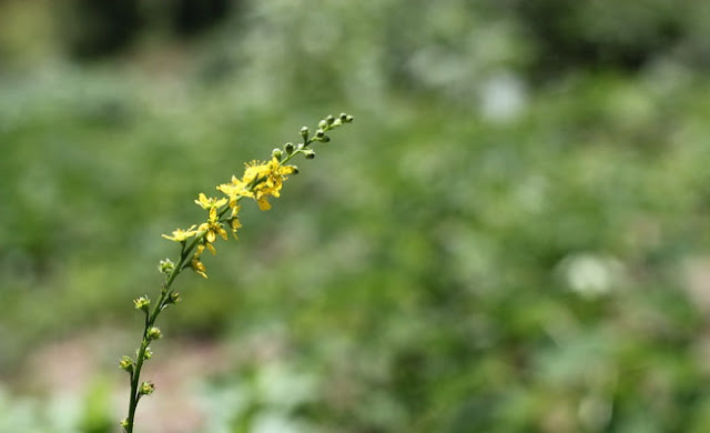 Agrimony Flowers Pictures