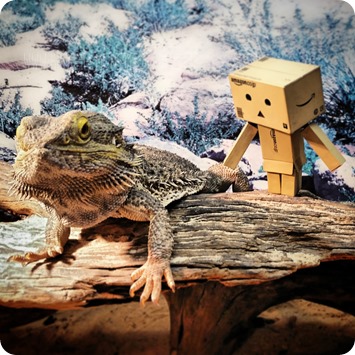 #danbo (04) häschtägg anton