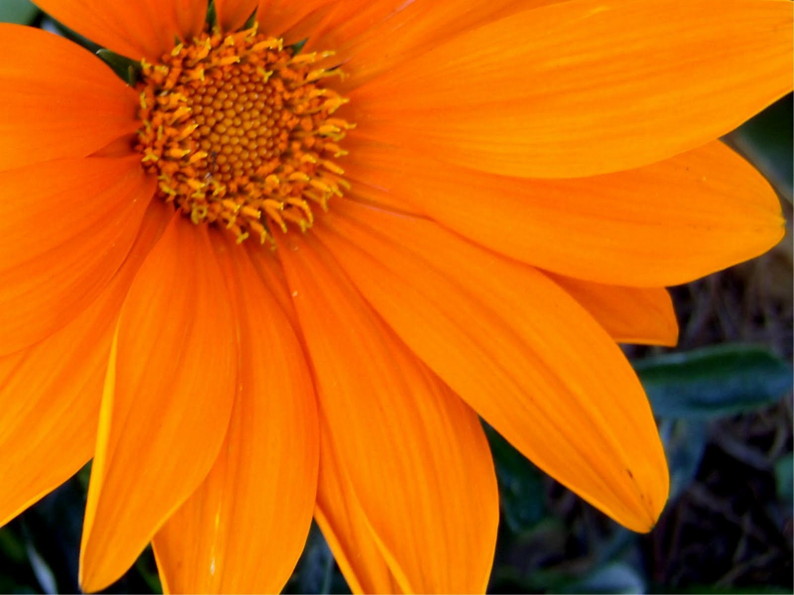 Macro Flowers Saturday - Orange and Purple