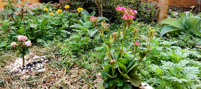 Jardim com várias espécies, inclusive aranto