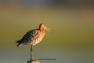 Wildlifefotografie Uferschnepfe Ochsenmoor Olaf Kerber