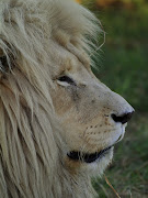 Live Life Like a Lion. . .Regally. Use the power of your subconscious mind .