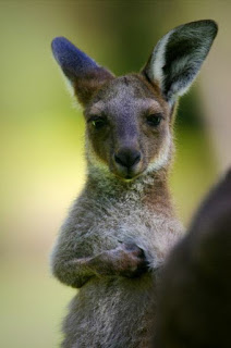 Young-Australian-Kangaroo-wallpaper