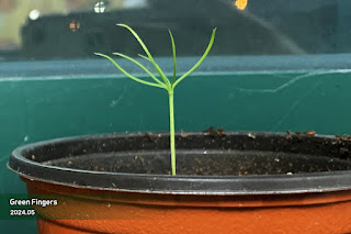 New saplings of Jangipumsong germinated in 2025