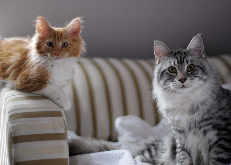 Les Chats Le Main Coon Les Chats Le Main Coon