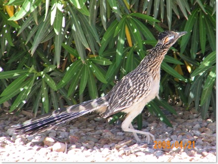 looking for the quail nest?