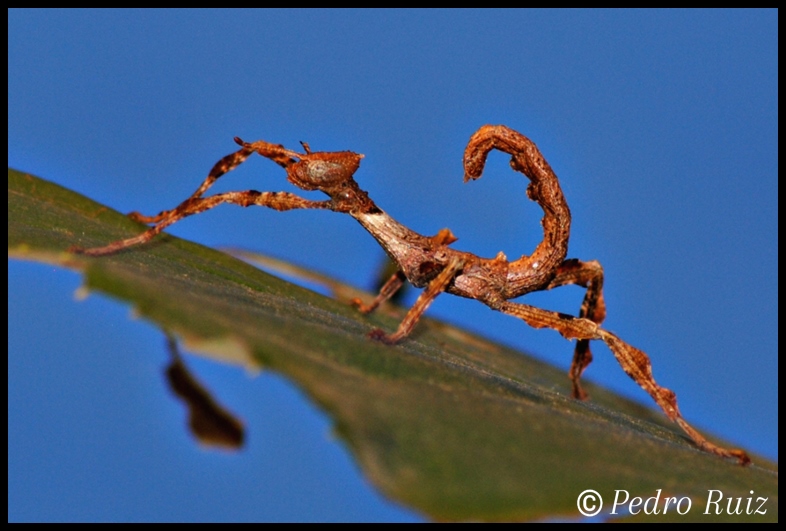 Ninfa hembra L2 de Extatosoma tiaratum, 1,9 cm de longitud